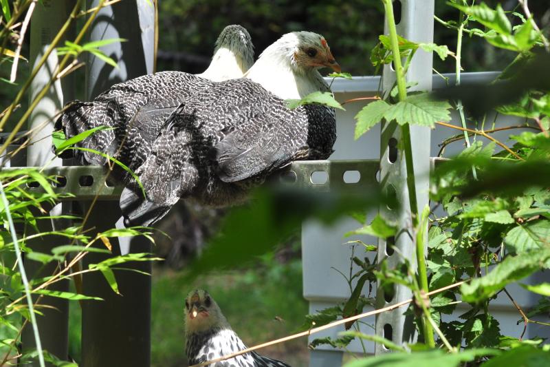 hens-perching